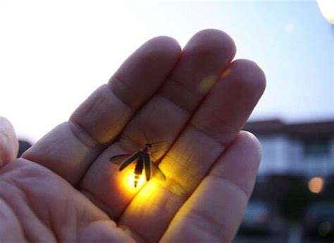 How and why do lightning bugs glow?